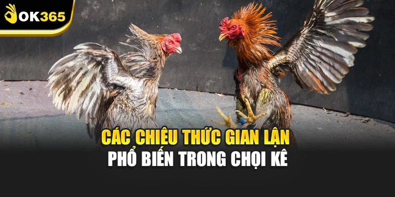 Các chiêu thức gian lận phổ biến trong chọi kê