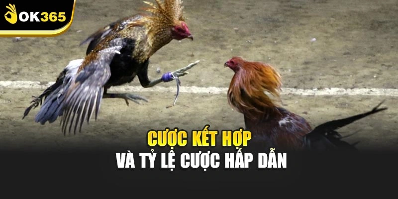 Cược kết hợp và tỷ lệ cược hấp dẫn