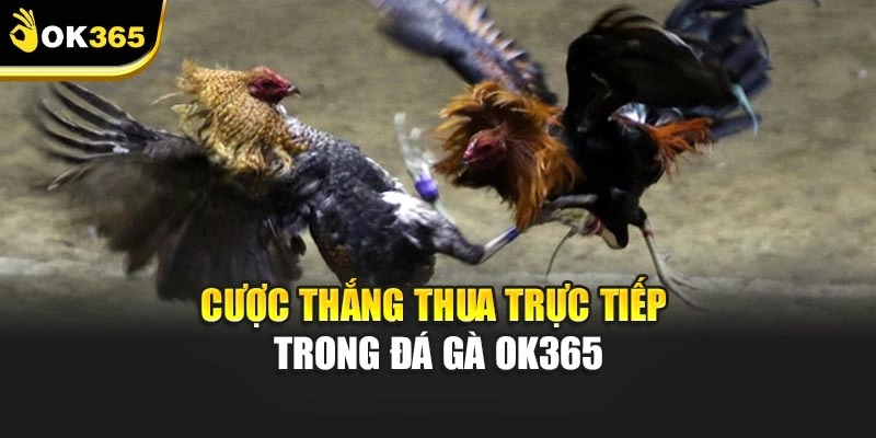 Cược thắng thua trực tiếp trong Đá gà ok365
