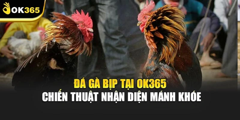 Đá Gà Bịp Tại Ok365 - Chiến Thuật Nhận Diện Mánh Khóe
