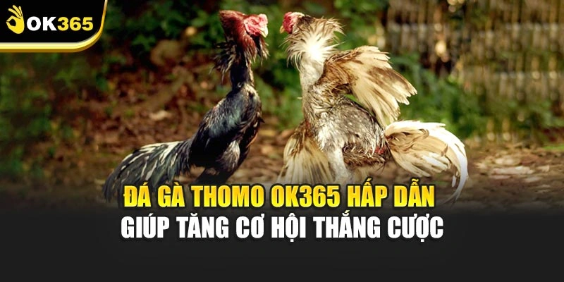 Đá Gà Thomo OK365 - Hấp Dẫn Giúp Tăng Cơ Hội Thắng Cược