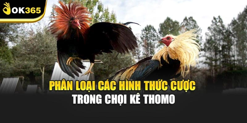 Phân loại các hình thức cược trong chọi kê thomo