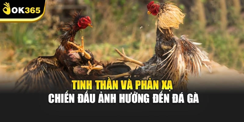 Tinh thần và phản xạ chiến đấu ảnh hưởng đến đá gà